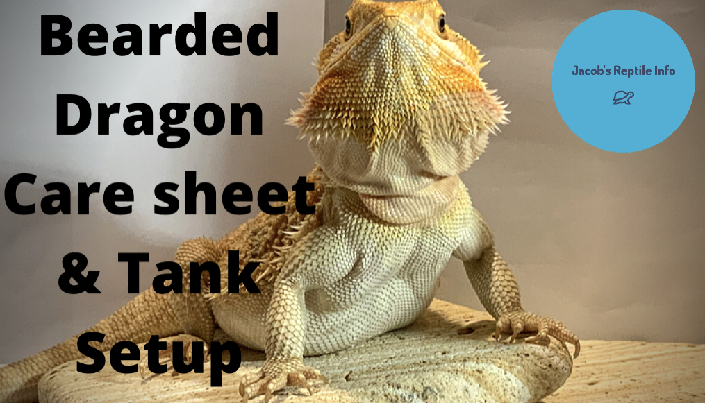 Baby Bearded Dragon Care Guide