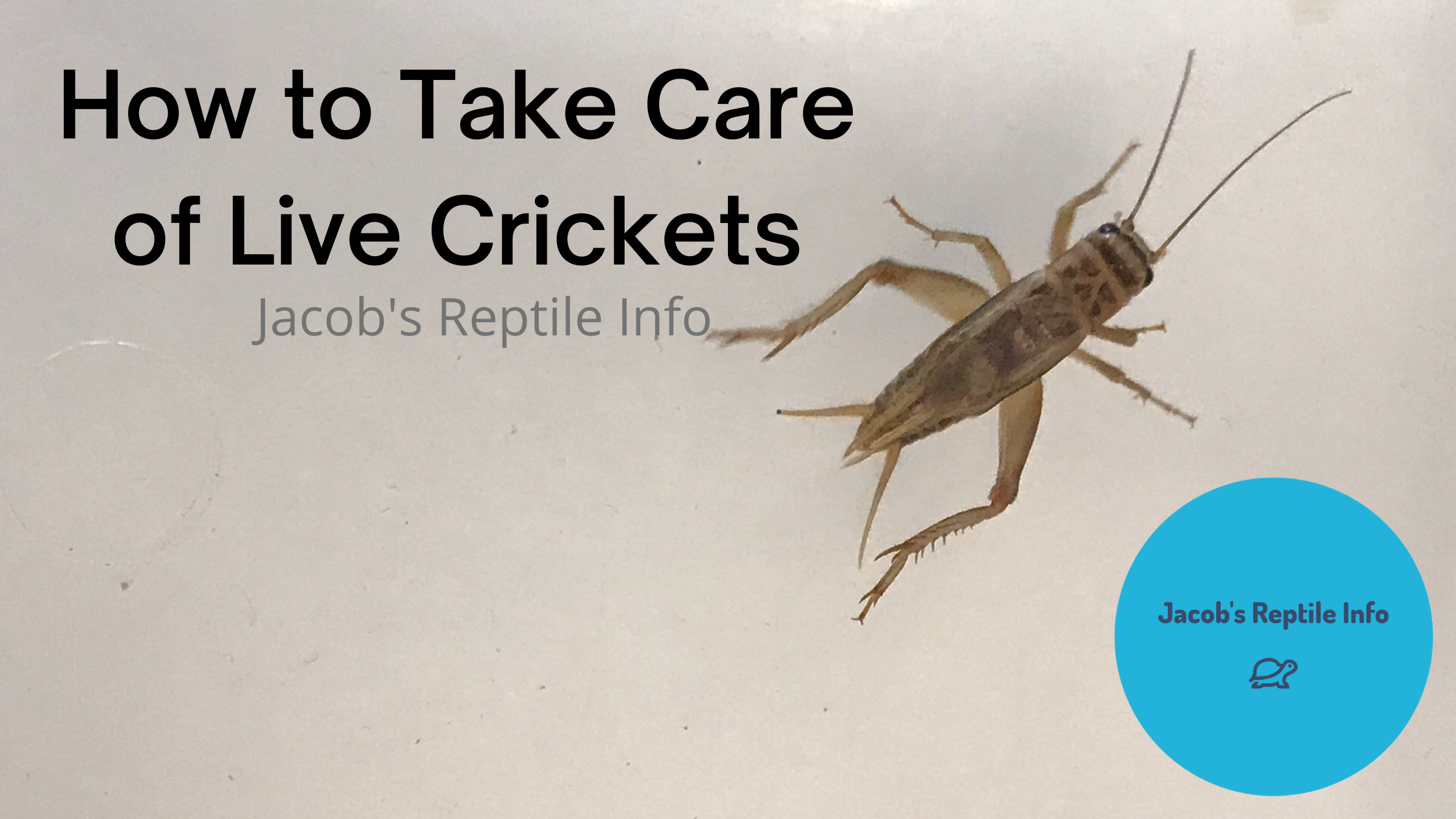 How to Take Care of Live Crickets - Jacob's Reptile Info